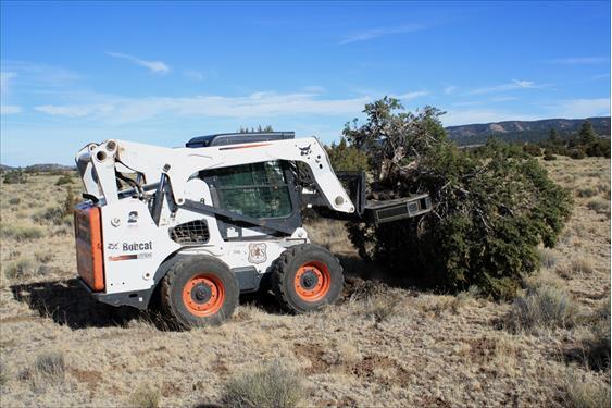 Title: Agra-axe during removal of conifer tree - Description: An agra-axe removes a small conifer tree during a grassland restoration project.