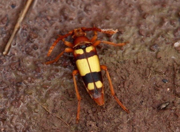 Title: Typocerus gloriosus beetle - Description: Photo of the Typocerus gloriosus beetle that was submitted to iNaturalist. Photo by Art Gonzales. Credit Kaibab National Forest.