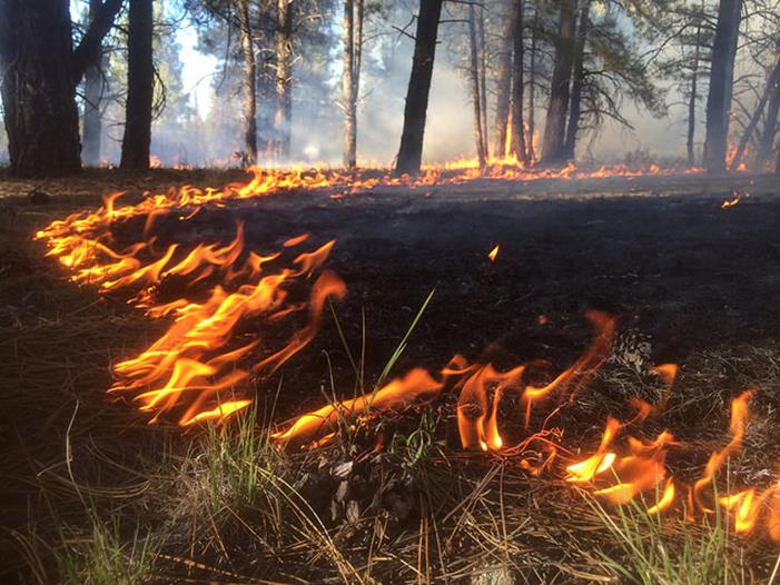 Title: Low-severity fire - Description: Low-severity surface fire moves across the forest floor, consuming pine needles and other forest debris in its path.