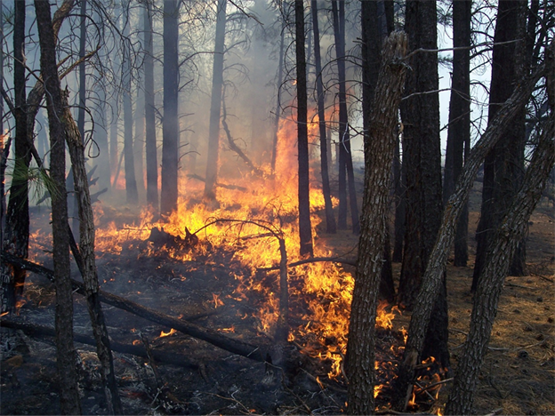 Title: Mason Fire - Description: The Mason Fire picked up in activity yesterday, growing to about 50 acres and cleaning up the forest floor as it moved through pine needles and other forest fuels.