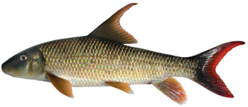 A threatened sicklefin redhorse from the Tennessee River