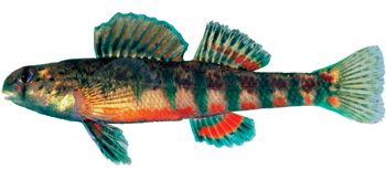 An endangered holiday darter (Amicola population)