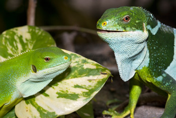 Male and Female Iquana - Click for more photos