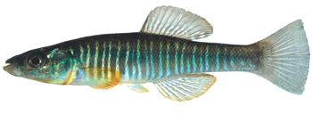 A threatened Waccamaw killifish from the Southeastern Atlantic Slope.